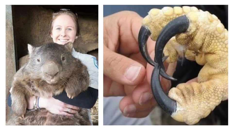 Překvapivě velké věci